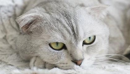 开云体育_ 德甲赛季总结：最佳球队与球员的评选，德甲赛季最佳球员奖杯