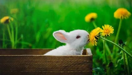 开云体育_ 德甲球队的转会策略：如何引进新星？，2021德甲转会窗口关闭时间